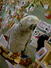 African Grey