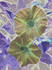 Morning Glories
