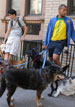 dog walkers upper east side